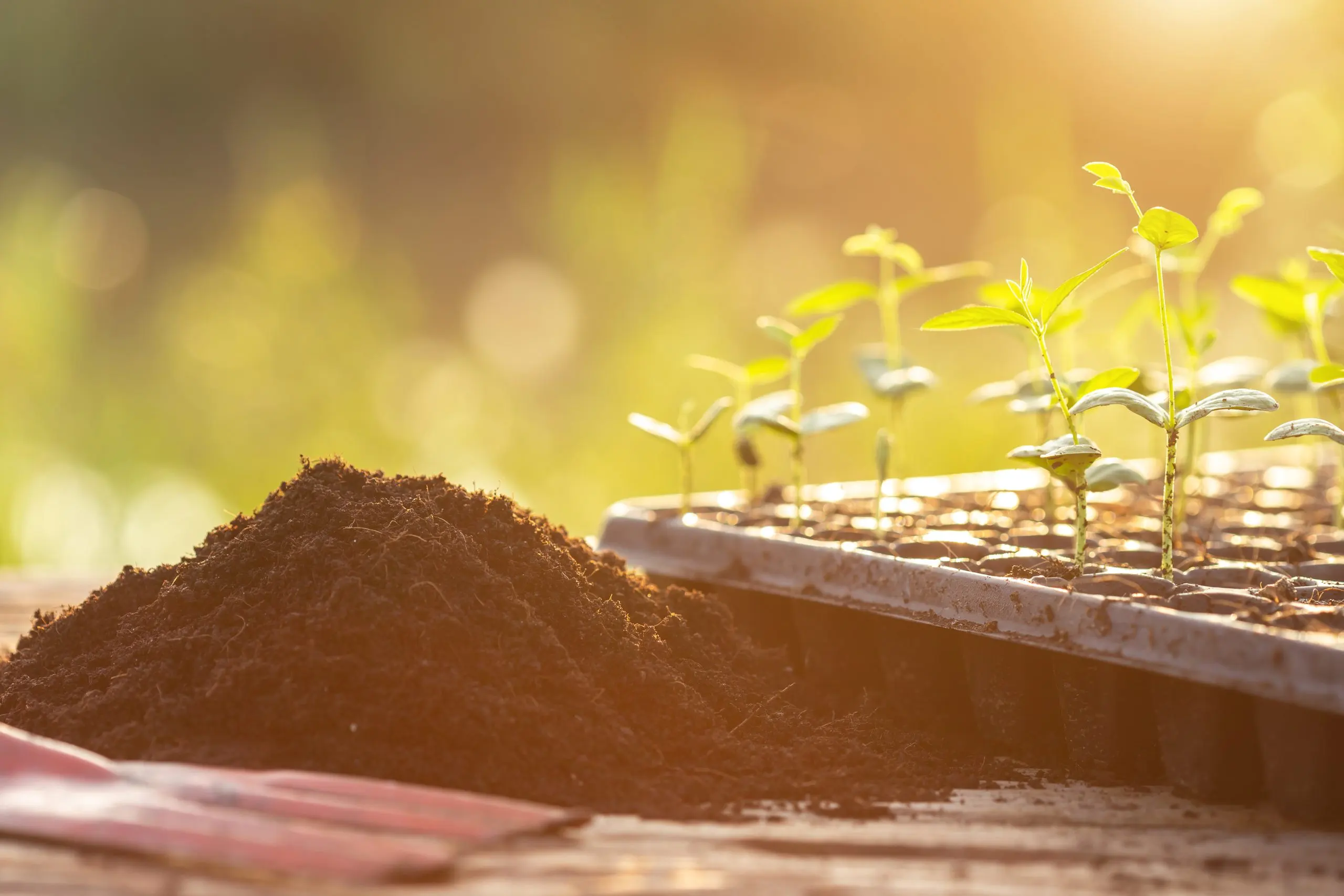 South Africa Controlled Release Fertilizer Market Strengthens as South Africa Specialty Fertilizers Grow at 7.0 Percent CAGR young-green-plant-plastic-planting-wooden-table-scaled