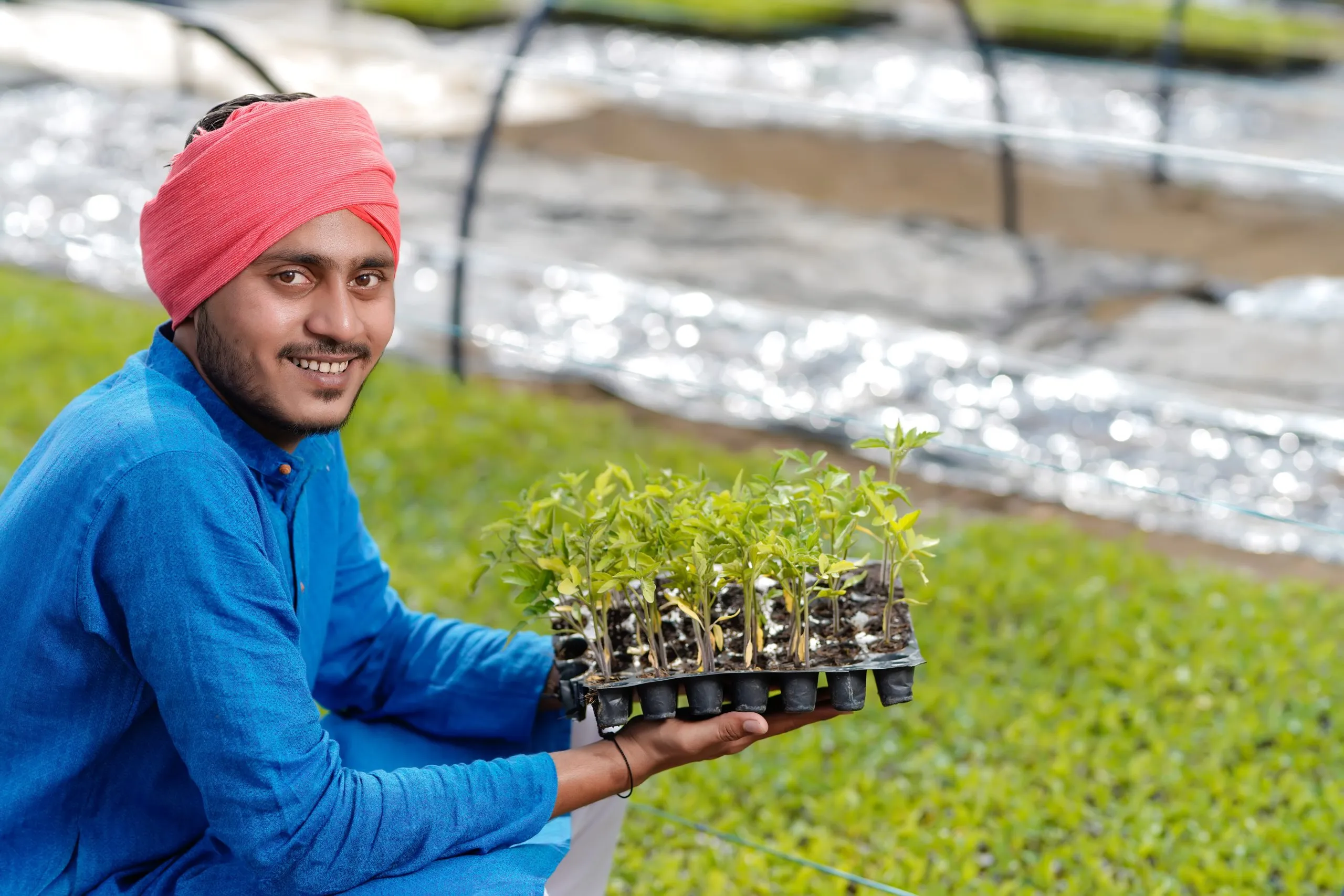 India Micronutrient Fertilizer Market Set to Reach USD 480 Million with 9.14% CAGR Growth young-indian-farmer-greenhouse-poly-house-scaled