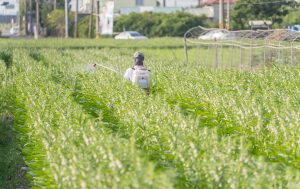 India Herbicide Market Expands at 8.64 Percent CAGR Driven by Rice, Wheat, Cotton, Pulses, and Oilseed Cultivation