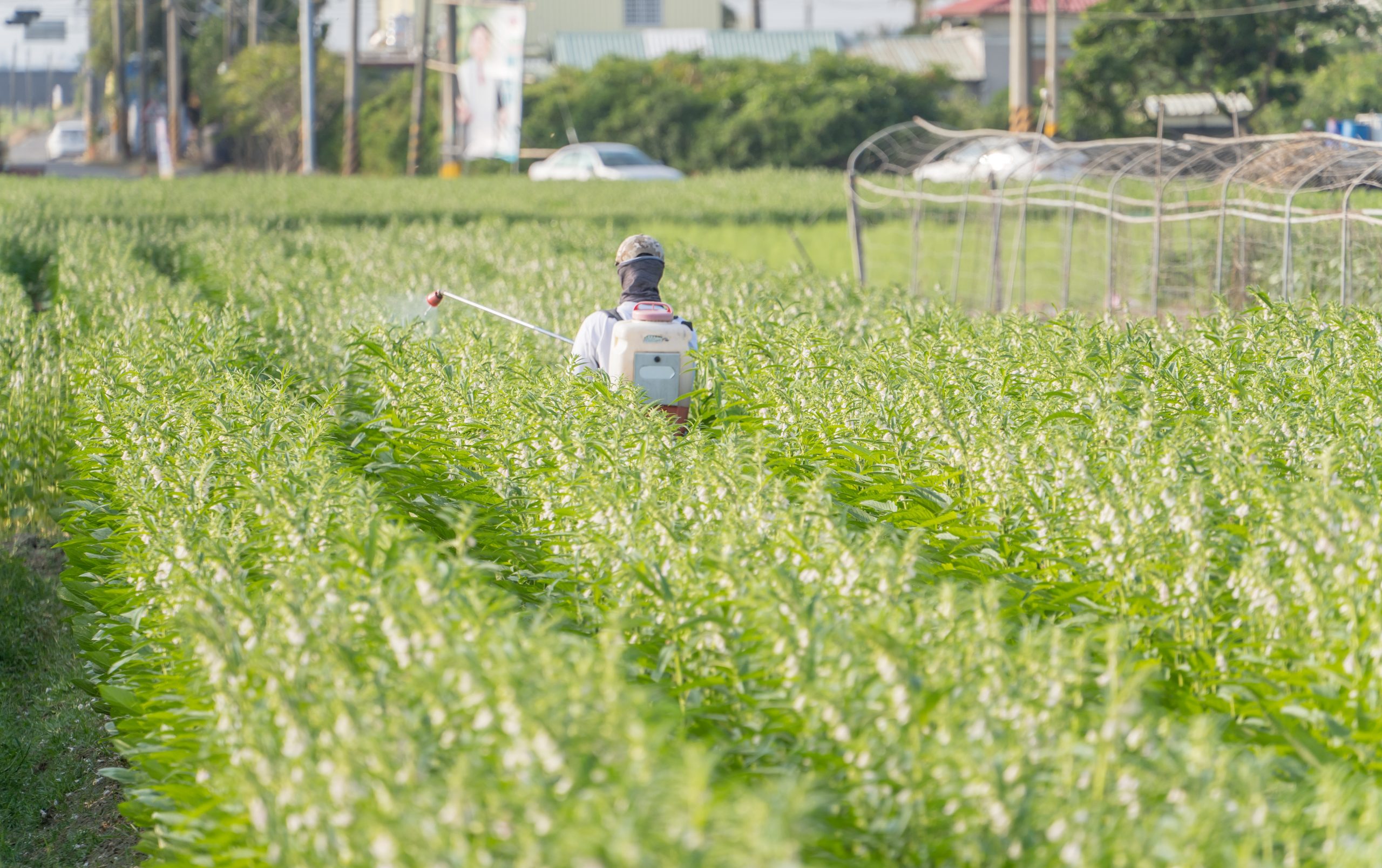 India Herbicide Market Expands at 8.64 Percent CAGR Driven by Rice, Wheat, Cotton, Pulses, and Oilseed Cultivation young-man-farmer-master-is-spraying-pesticides-farm-chemicals-his-own-sesame-field-prevent-pests-plant-diseases-morning-close-up-xigang-tainan-taiwan-scaled