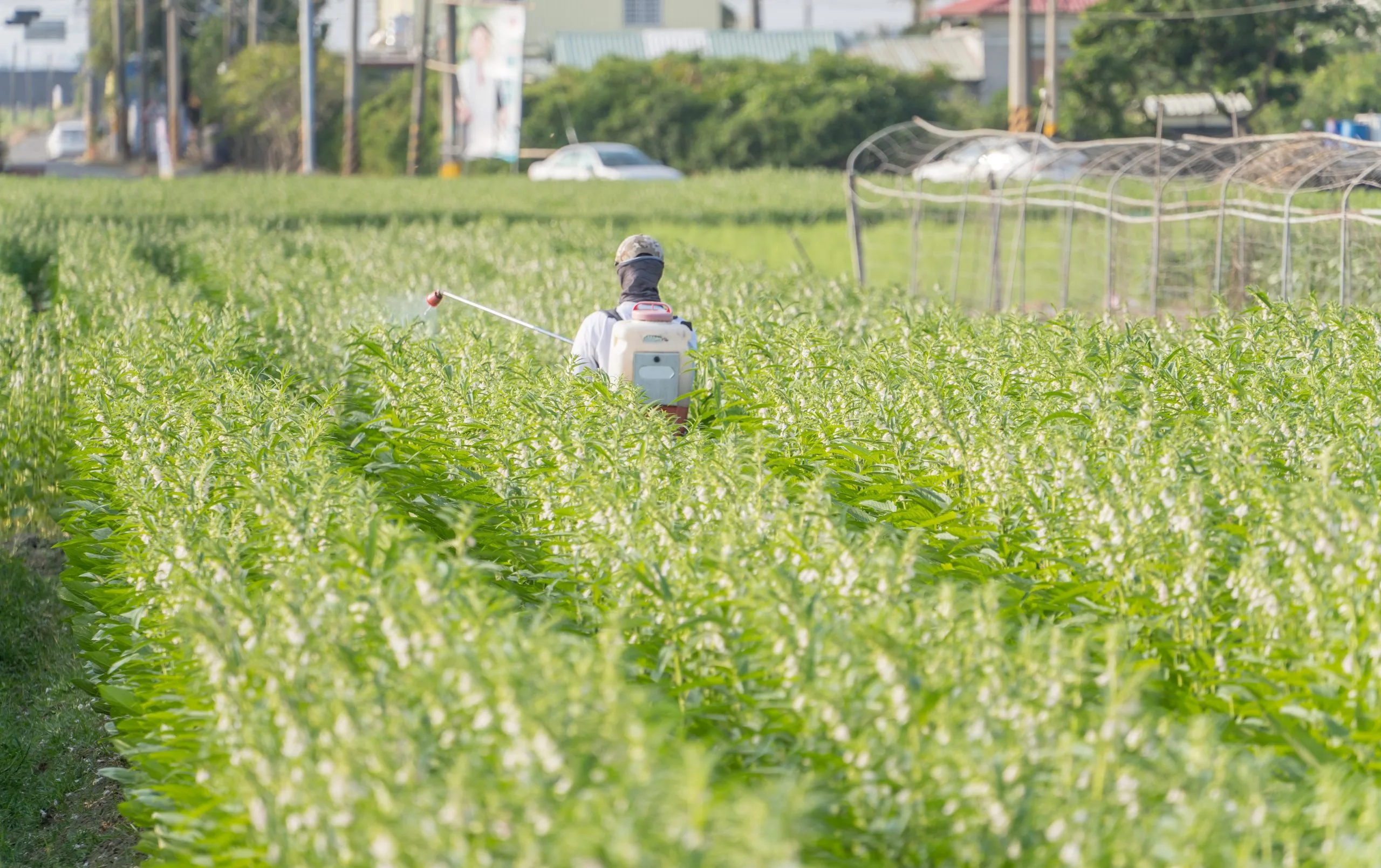 India Herbicide Market Expands at 8.64 Percent CAGR Driven by Rice, Wheat, Cotton, Pulses, and Oilseed Cultivation young-man-farmer-master-is-spraying-pesticides-farm-chemicals-his-own-sesame-field-prevent-pests-plant-diseases-morning-close-up-xigang-tainan-taiwan-scaled