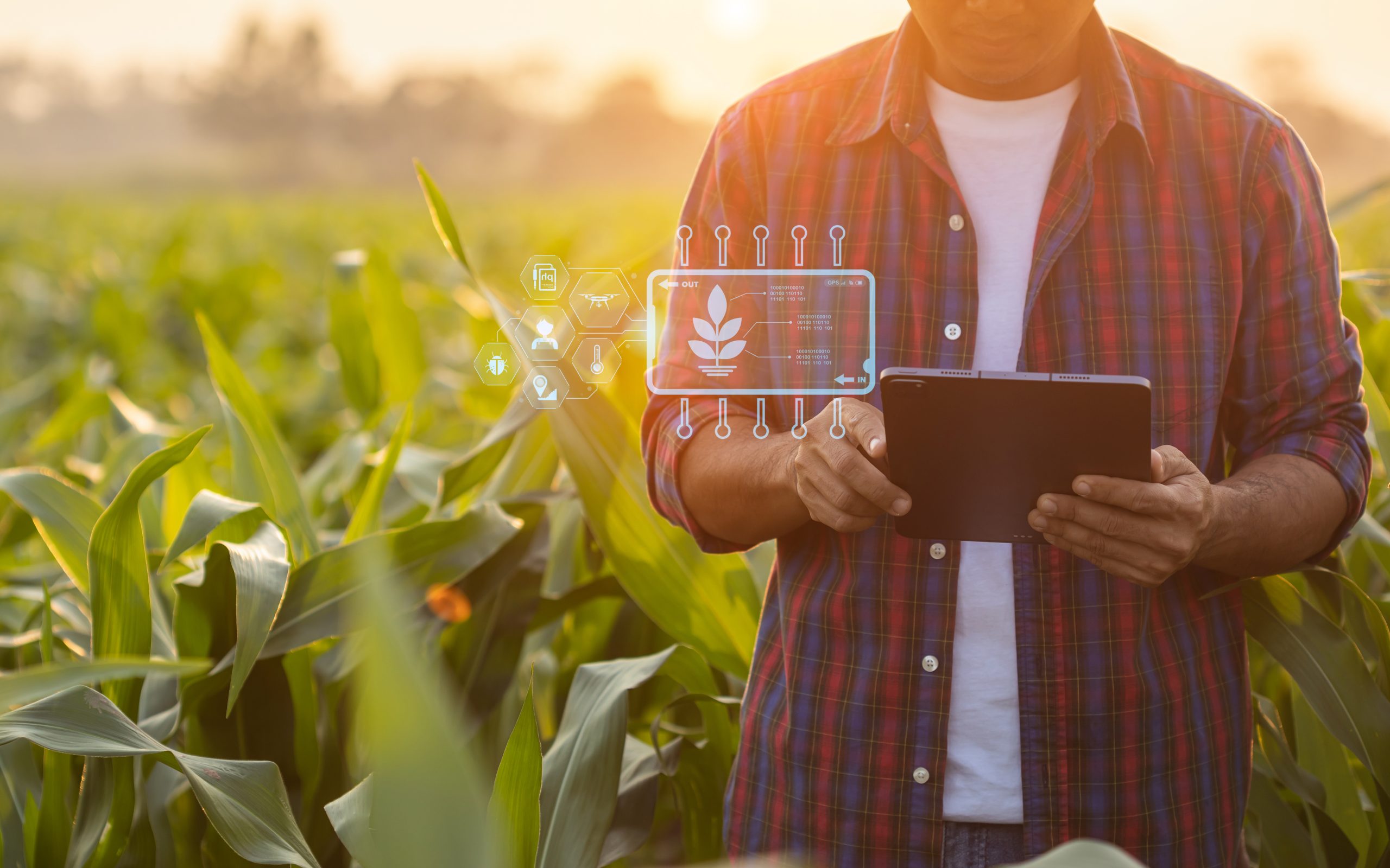 Where Is Hybrid Seed Demand Growing Fastest? Assessing Crop Economics, Yield Advantage, and Farmer Adoption Hybrid-seed-market-assessment-1-scaled