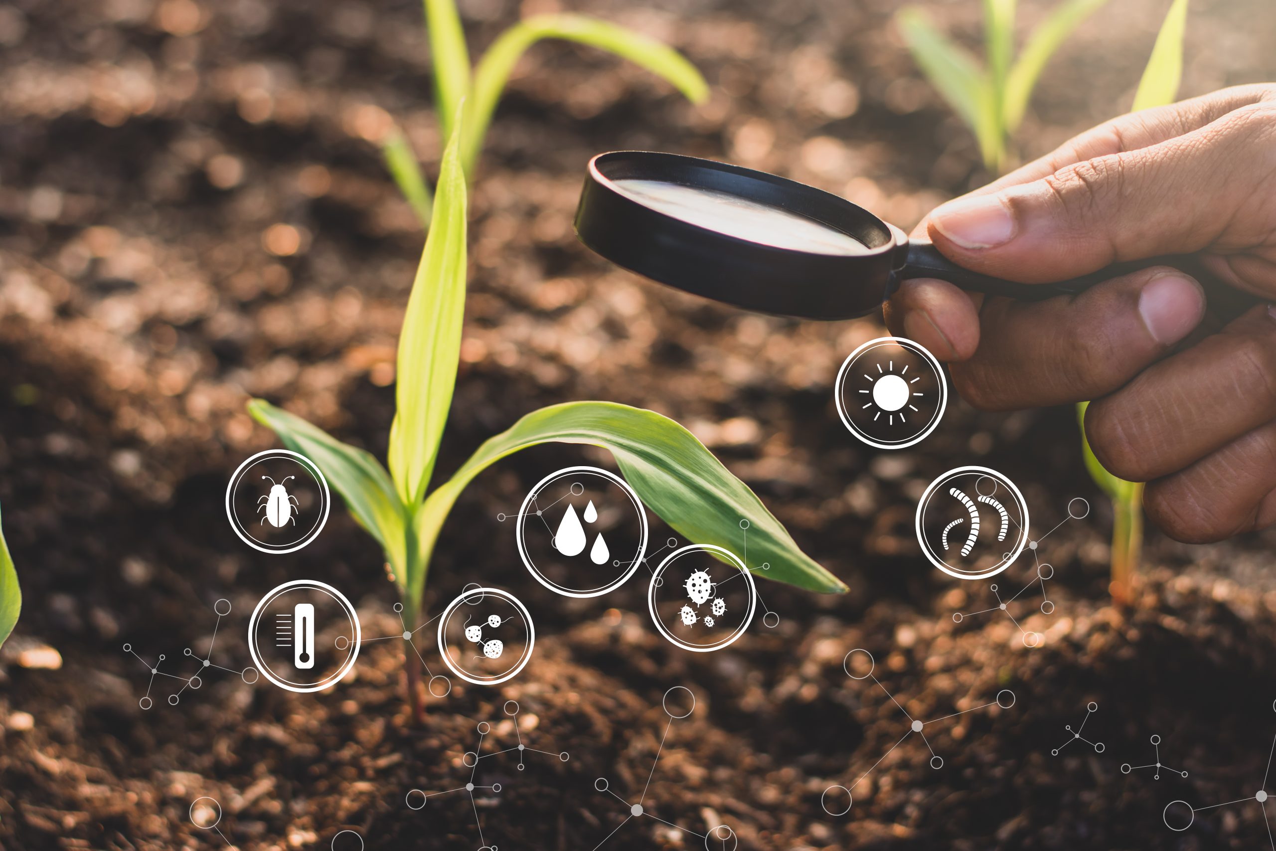 Can Organic Fertilizers Move from Niche to Mainstream? Assessing Adoption, Yield Economics, and Farmer Perception Organic-fertilizer-market-assessment-scaled