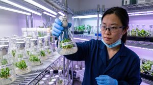 Thailand Crosslinking Agents Market Outlook to 2035