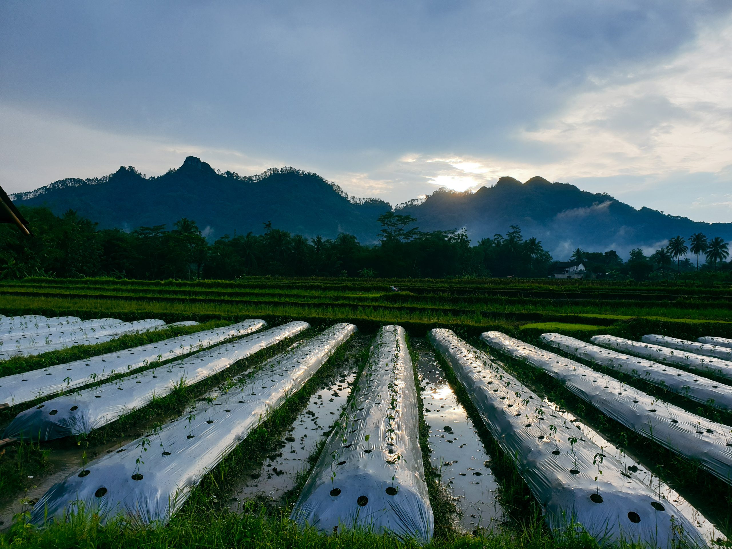 Thailand Micro Irrigation Systems Market Outlook to 2035 Thailand-Micro-Irrigation-Systems-Market-scaled