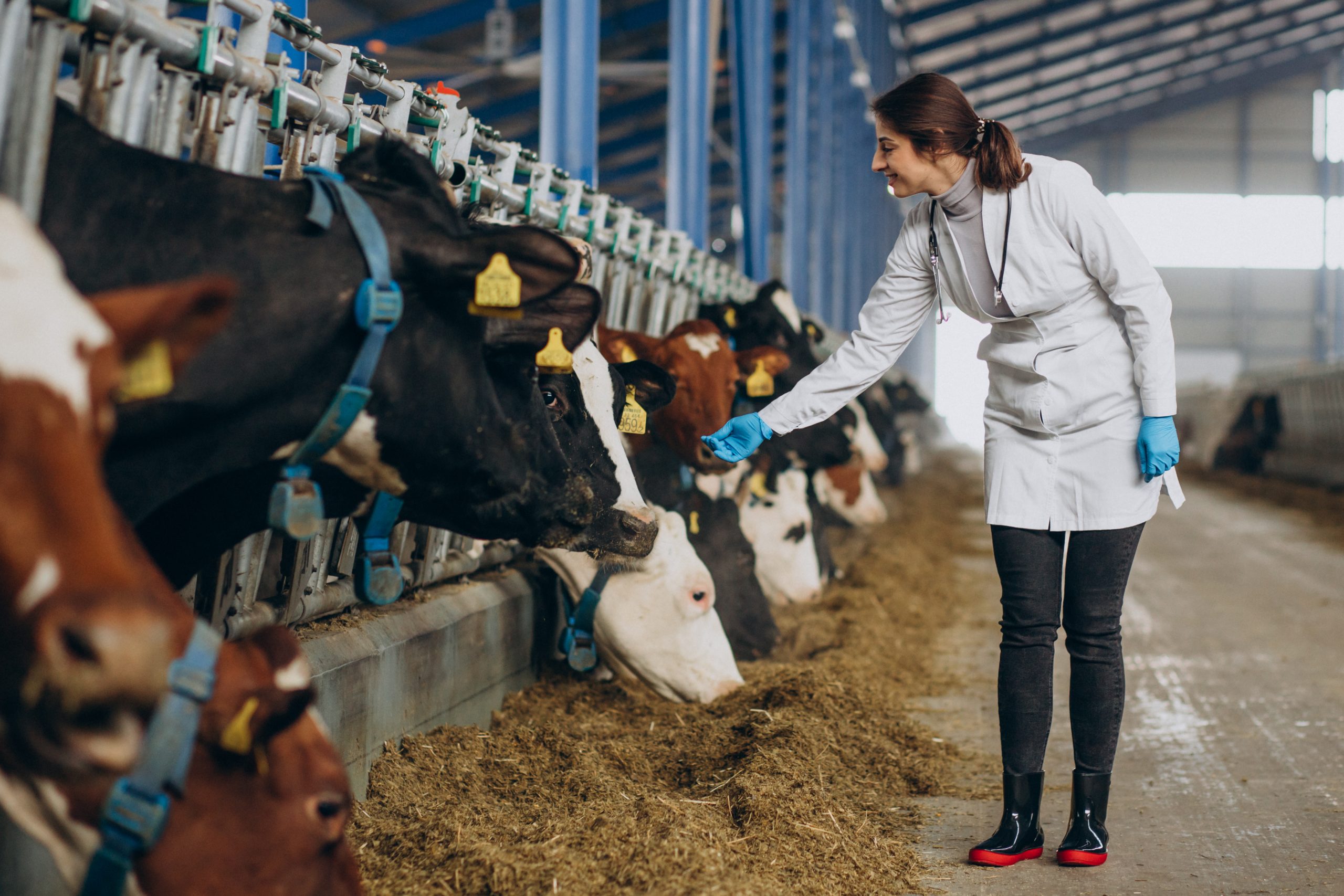 How Is Livestock and Poultry Growth Reshaping Animal Feed Demand? animal-feed-market-assessment-scaled