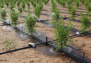 Australia Micro Irrigation Systems Market Outlook to 2035