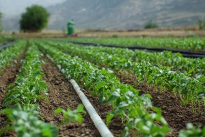 Mexico Micro Irrigation Systems Market Outlook to 2035