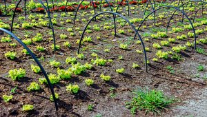 Spain Micro Irrigation Systems Market Outlook to 2035