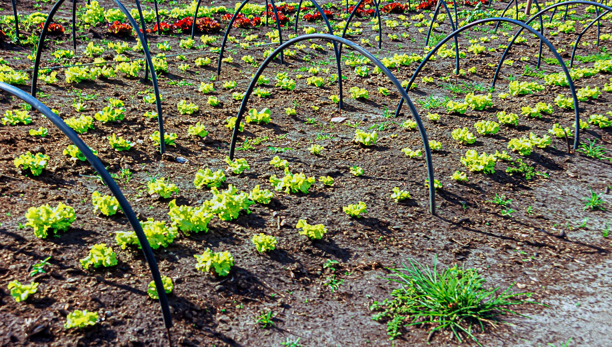 Spain Micro Irrigation Systems Market Outlook to 2035 Spain-Micro-Irrigation-Systems-Market-scaled